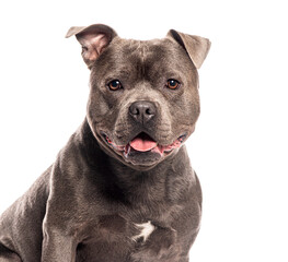 Head shot of a Blue staffordshire bull terrier dog panting and looking at the camera against a white background