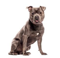 Fototapeta premium Blue Staffordshire Bull Terrier sitting and looking at the camera, isolated on white