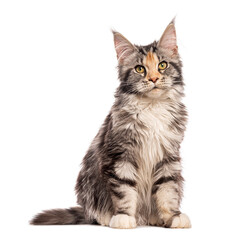 Seven months old Kitten Maine Coon, looking at the camera, sitting , isolated on white