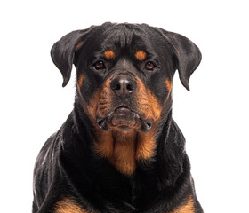 Portrait of adult rottweiler dog looking at camera