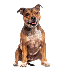 Staffordshire Bull Terrier sitting and looking happy with its mouth open and tongue out, isolated on white