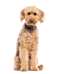 Goldendoodle, Mix a Golden Retriever and a poodle, sitting, looking at the camera and wearing a dog...