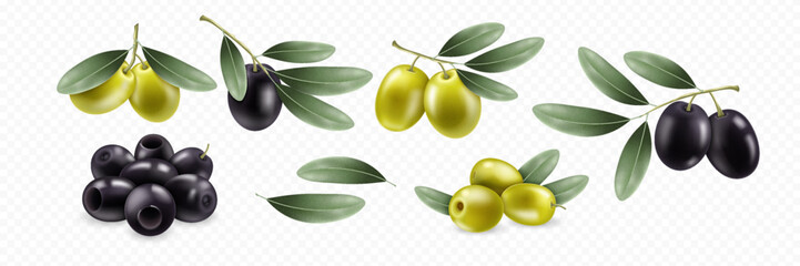 Realistic set of green and black olives, olive branch with green leaves. Isolated on transparent background. Elements for cosmetic, food, ads, oil design