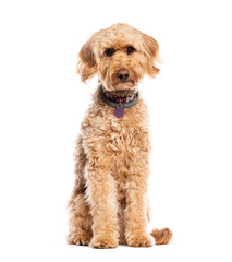 Adorable goldendoodle dog sitting on white background
