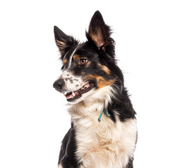 Border collie dog with a blue collar sitting and looking away from the camera on a white background