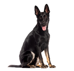 Eight months old black German Shepherd puppy, sitting, panting and looking at the camera, isolated on white