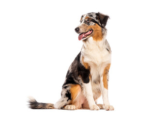 Australian shepherd dog sitting and panting looking up isolated