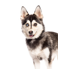five months old puppy Pomsky odd eyed  standing and panting on a white background