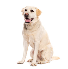 Labrador retriever dog sitting and panting, isolated on a white background
