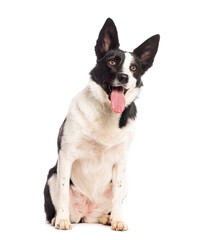 Portrait of a black and white Border collie sitting and panting, looking up, isolated on white