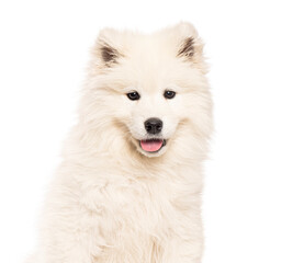 Head shot of a Samoyed puppy panting and looking at the camera, isolated on white