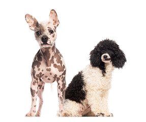 Hairless dog standing and black and white poodle sitting on white background
