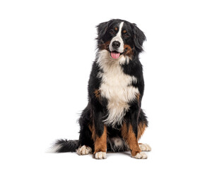 Happy Bernese mountain dog sitting on a white background and looking at the camera with its tongue out