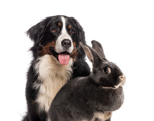 Bernese Monutain dog and a rabbit together, isolated on white