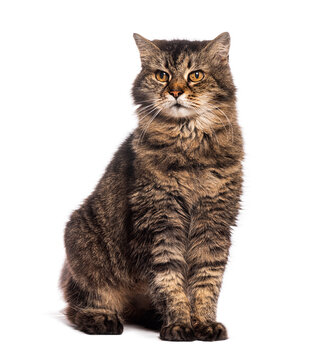 Nineteen years old Grumpy Tabby European cat sitting and looking away, isolated on white