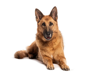 Adult german shepherd dog lying on the floor and looking forward at the camera, isolated on white