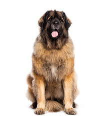 Leonberg sitting and panting, looking at the camera, isolated on white
