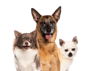 Belgian shepherd dog posing with two chihuahua dogs on white background