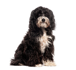 Cute Black and white Mongrel Sitting, looking at the camera, isolated on white