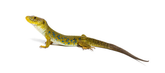 Side view of a Ocellated lizard, Timon lepidus, standing isolated on white