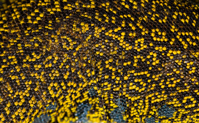 Close up view of an ocellated lizard skin showing the arrangement of its scales