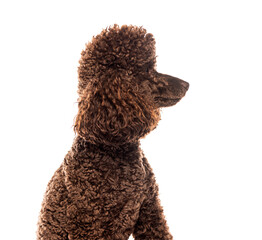 Brown miniature poodle dog sitting and looking right on white background