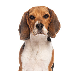 Serious beagle dog sitting and staring on a white background