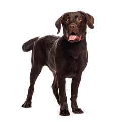 Chocolate labrador retriever standing and panting on white background