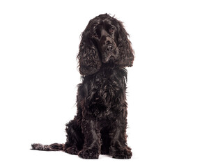 Black cocker spaniel dog sitting and looking upwards