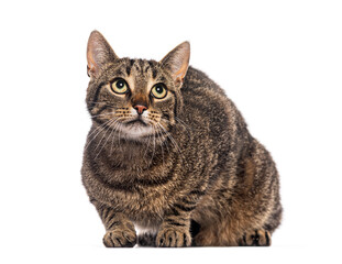 Curious tabby cat sitting and looking up isolated on white background