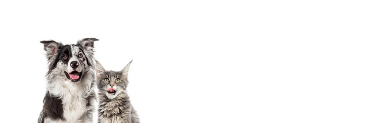 Fototapeta premium Happy border collie dog and maine coon cat sticking out tongue