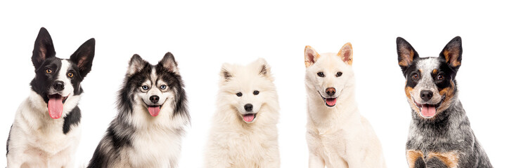 Five happy dogs panting and smiling on white background