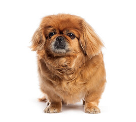 Grumpy pekingese dog sitting on white background
