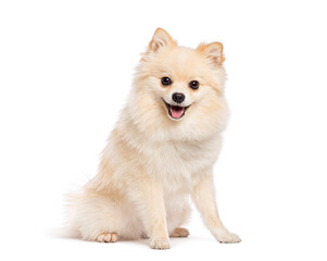 Happy pomeranian dog sitting and panting on white background