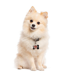 Obraz premium Adorable pomeranian dog sitting and looking curious