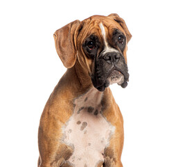 Boxer dog sitting and looking away from the camera