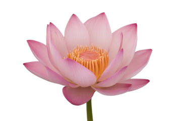 Lotus water lily pink flower isolated on transparent background
