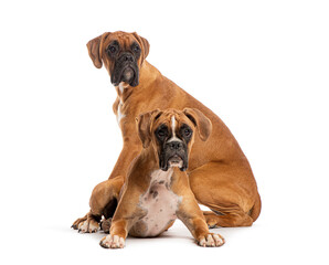 Two boxer dogs posing together on white background