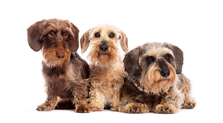 Three wire haired dachshunds posing together on white background