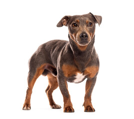 Blue and tan dog standing and looking away