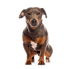 Blue and tan terrier dog is sitting and looking at the camera