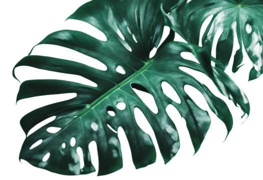 Neon tropical leaf isolated on transparent background Monstera leaf