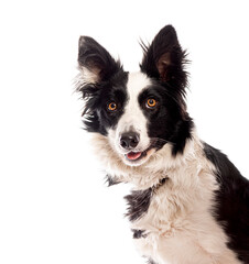 Border collie dog looking curious with head tilted