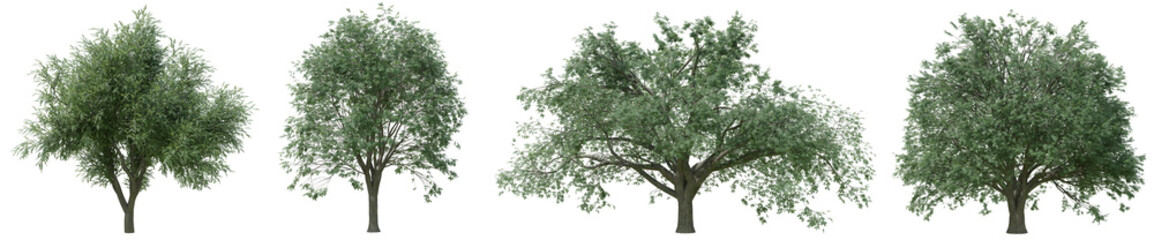 Collection of realistic large woods trees with isolated on transparent background. PNG file, 3D rendering illustration, Clip art and cut out	