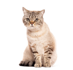 Serious british shorthair cat sitting and looking at camera