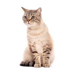 Curious British shorthair cat sitting and looking away on white background