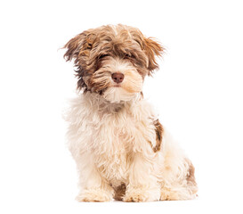 Adorable fluffy puppy dog sitting and looking at camera