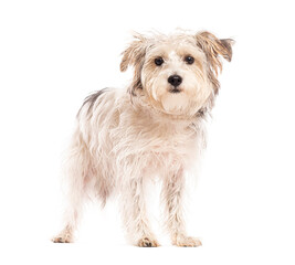 Crossbreed dog standing and looking, isolated on white