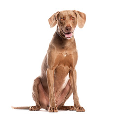 Weimaraner dog sitting and panting on white background