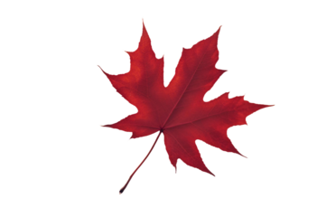 Red maple leaf as an autumn symbol as a seasonal themed concept as an icon of the fall weather isolated on transparent background